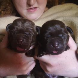 Labrador Retriever Puppies from WoodDuck