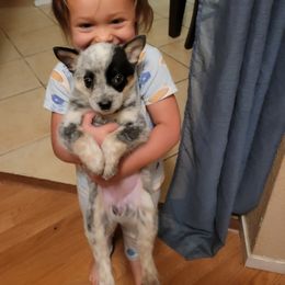 Australian Cattle Dog Puppies from Miller Australian Cattle Dogs