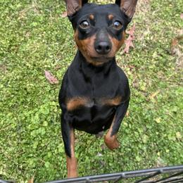 Fern - Miniature Pinscher