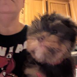 Chocolate - Tan female Yorkshire Terrier puppy in Cocoa, Florida from SummerTime AKC Yorkies