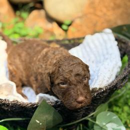 Wave - Chocolate male Goldendoodle puppy in Pollock Pines, California from Penny Lane’s Doodles
