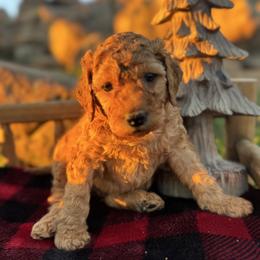 Cinnamon - Red male Aussiedoodle puppy in Riverside, California from Just Loving Doodles