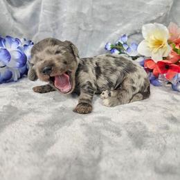Rocky - Dapple male Dachshund puppy in Florence, Arizona from Doxie Town Az