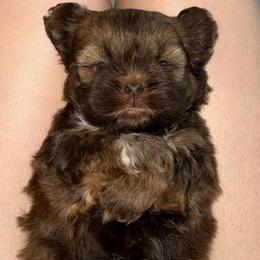 Moose - Chocolate male Shih Tzu puppy in Azusa, California from RJ Shih Tzu lover