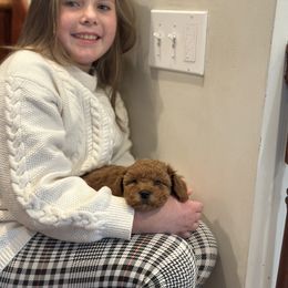 Cavachon and Cavapoochon Puppies from Forever Puppies 4U