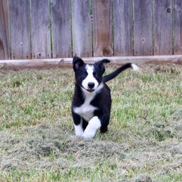 Bones - Black and white male Border Collie puppy in Kountze, Texas from Bridges Border Collies