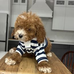 Dante - Red  male Goldendoodle puppy in Mint Hill, North Carolina from DoodleForever