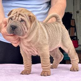 Buddy - Fawn male Chinese Shar-Pei puppy in Basehor, Kansas from Good Fortune Shar Pei