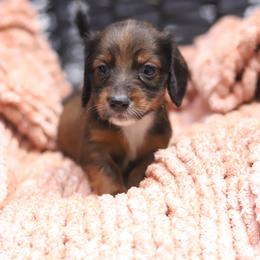 Jager - Red male Dachshund puppy in Eaton, Ohio from Miniature Alphas Dachshunds