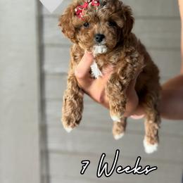 Minnie - Red female Cavapoo puppy in Runaway Bay, Texas from Green Ranch Doodles