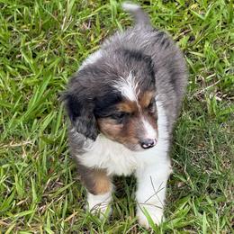 Bear - Blue merle male Aussiedoodle puppy in Ambrose, Georgia from Brandilyn's Aussies