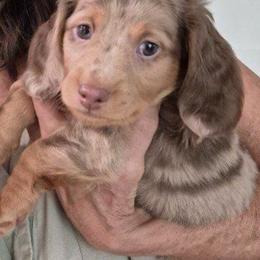 Rover - Dapple male Dachshund puppy in Plain City, Utah from Furry Godmother Pups