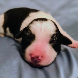 Alfalfa - Black and white male Border Collie puppy in Fresno, California from Alpine Tails