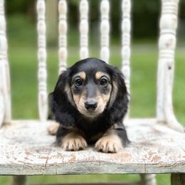 Tilly - Black and cream female Dachshund puppy in Mascot, Tennessee from Magnolia Pearl Dachshunds