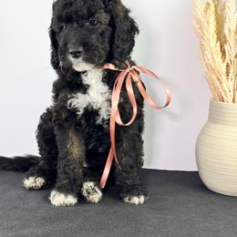 Marquee - Phantom female Goldendoodle puppy in Paxville, South Carolina from Pack Street Pups