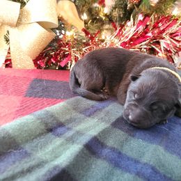 German Shepherd Puppies from Hamilton Pine Kennels