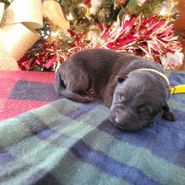 German Shepherd Puppies from Hamilton Pine Kennels