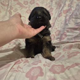 Blue collar male - Black and red male German Shepherd puppy in Eugene, Oregon from Vom Osuna K9s