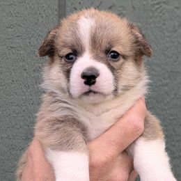 Girl 1 - Sable female Pembroke Welsh Corgi puppy in Clayton, Washington from Smiling J Ranch Corgis