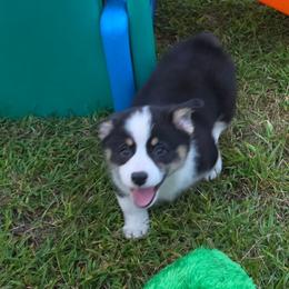 Bull - Black and tan male Pembroke Welsh Corgi puppy in Rensselaer, Indiana from Sharand MAS and Pembroke Welsh Corgis