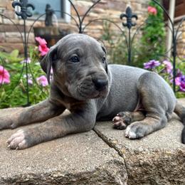 Pink collar - Blue female Great Dane puppy in Corsica, Pennsylvania from Ferguson Family Danes LLC