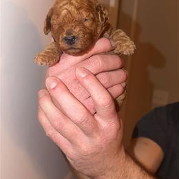 Coral - Goldendoodle