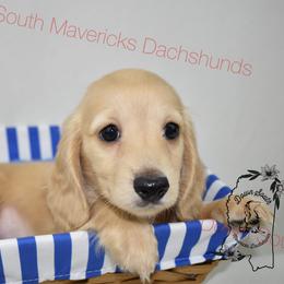 Dark cream boy - Cream male Dachshund puppy in Seminary, Mississippi from Down South Mavericks Dachshunds