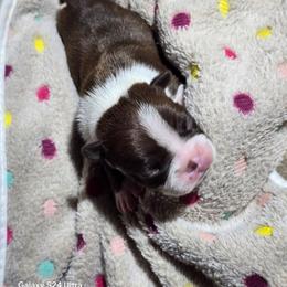 Iyo Sky - Red female Boston Terrier puppy in Millers Creek, North Carolina from Tumbling Shoals Hilltop Bostons