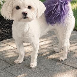 Stormy - Maltese