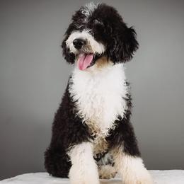 Lime - Patrick - Tri-color male Bernedoodle puppy in Caldwell, Idaho from Boise Doodle Co.