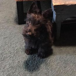 Scottish Terrier All Grown Up from Michi Ball
