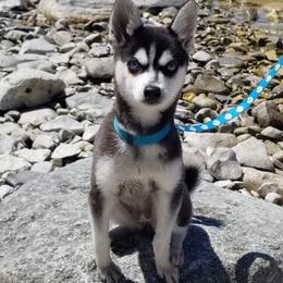 Skyla - Alaskan Klee Kai