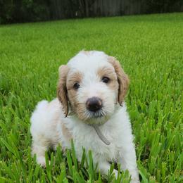 Goldendoodle Puppies from Costa's Curly Canines