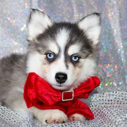 Arista - Gray and white female Pomsky puppy in Centerville, Iowa from LJ Kennels Pomskies, LLC