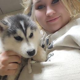 Siberian Husky Puppies from Spirit of the Moon Siberians