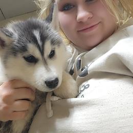 Siberian Husky Puppies from Spirit of the Moon Siberians