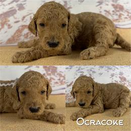 Ocracoke - Apricot female Poodle puppy in Swansboro, North Carolina from Monarch Standard Poodles