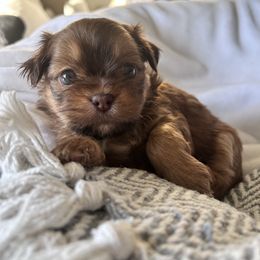 Rio - Red and tan male Shih Tzu puppy in Patterson, California from Ivy Ozz Pups