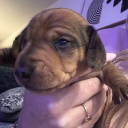 Neagan - Dapple male Dachshund puppy in Converse, Texas from JP's South Texas Dachshunds