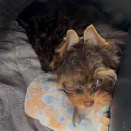 Chocolate  tan female Yorkie - Chocolate and tan female Yorkshire Terrier puppy in Des Moines, Iowa from Diamond Yorkshire Terriers