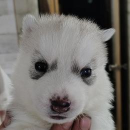 4 Merla Haggard (Reserved till 8 weeks old show evaluation) - Gray and white male Siberian Husky puppy in Heppner, Oregon from Yuki Ookami Show Kennel