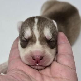 Brutus - Sable and white male Siberian Husky puppy in Kansas City, Missouri from Anuun's Huskies