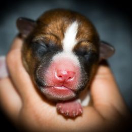 Han Solo - Red and white male Basenji puppy in San Diego, California from Triforce Basenjis