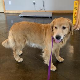 Callie - Golden Retriever