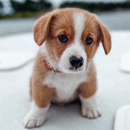 Pembroke Welsh Corgis from Bigon Corgis