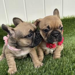 French Bulldog Puppies from Frenchie for you