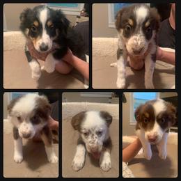 Australian Shepherd Puppies from Virginia Australian Shepherds
