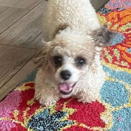 Twister - Poodle