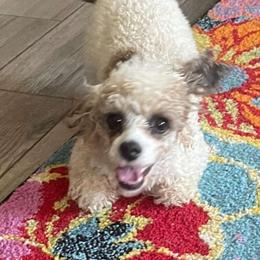 Twister - Poodle
