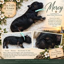 Cartwright's Mercy Shall Follow Me - Phantom female Poodle puppy in Albany, Kentucky from Impressive Cartwright Standards